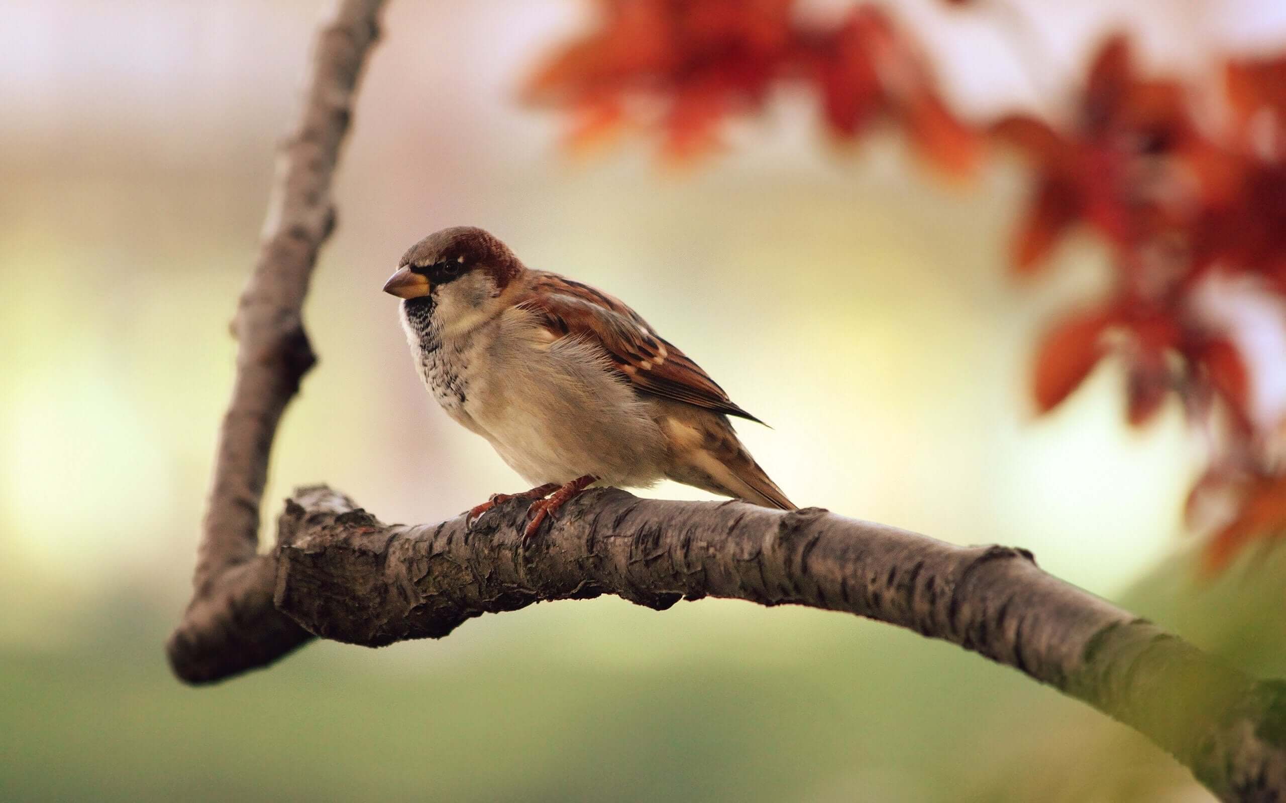 Fowl Play: The Chilling Effect of Electromagnetic Pollution on Bird Populations - Sparrow perched on a branch.