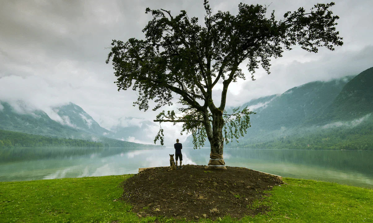Person standing by a tree near a lake, exploring EMF effects on plants and their growth in nature.
