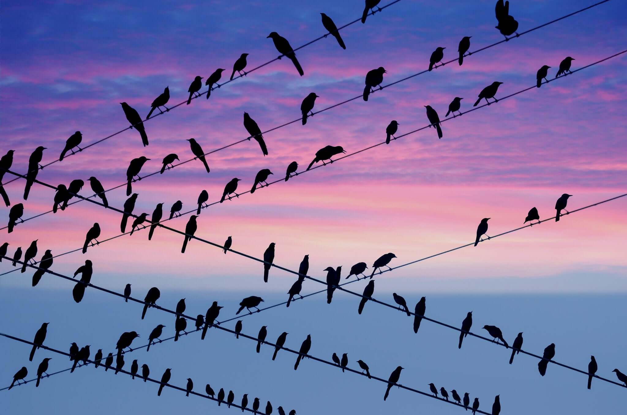 Silhouette of birds on power lines against a colorful sunset, highlighting EMF effects on wildlife.