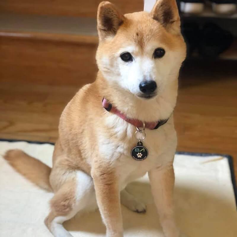 Shiba Inu dog wearing a Pet EMF Protection Tag sitting on a cream-colored mat.