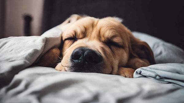 Insomnia: The Battle for Better Sleep