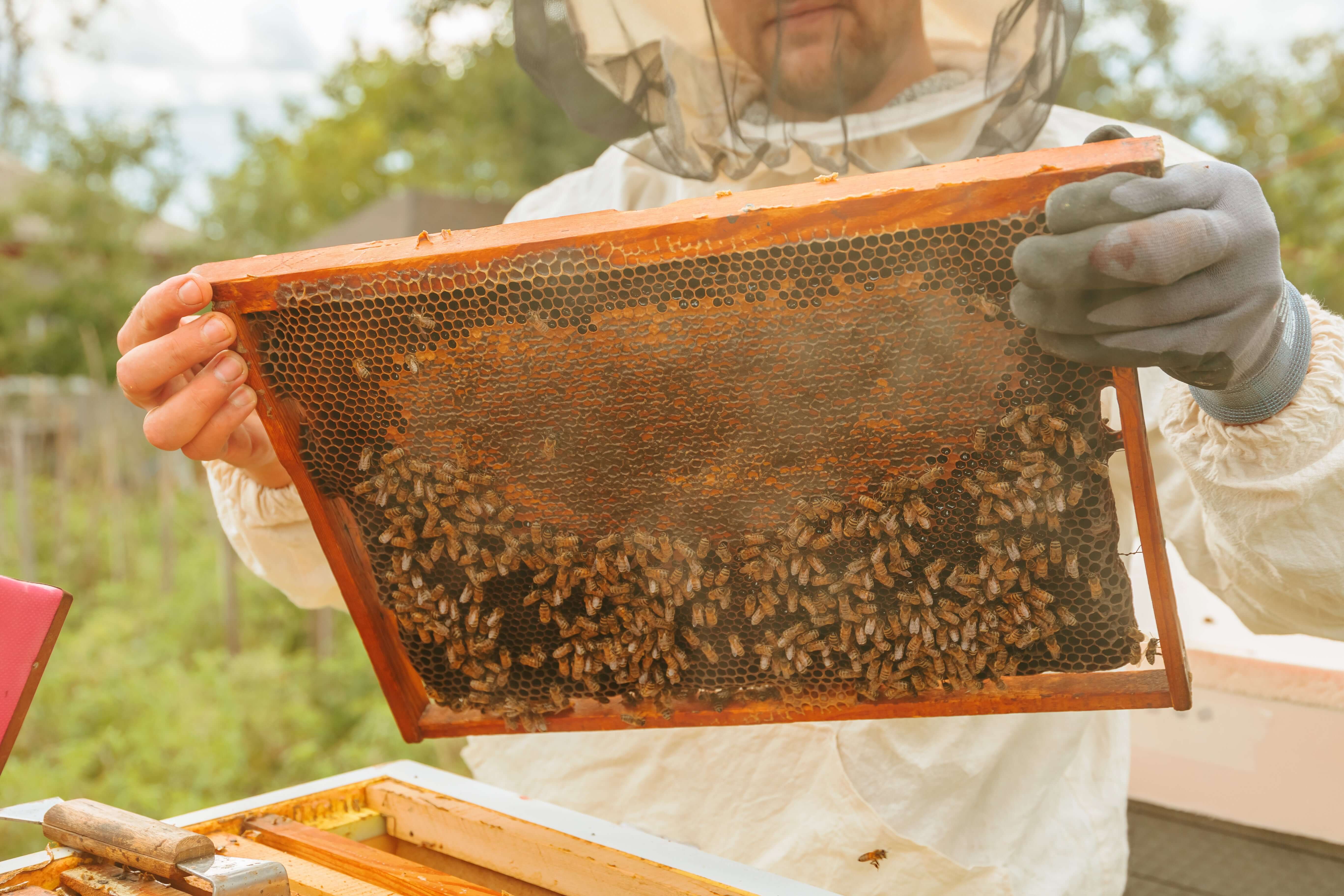 Beekeeper inspecting a frame filled with bees, highlighting EMF effects on bees.