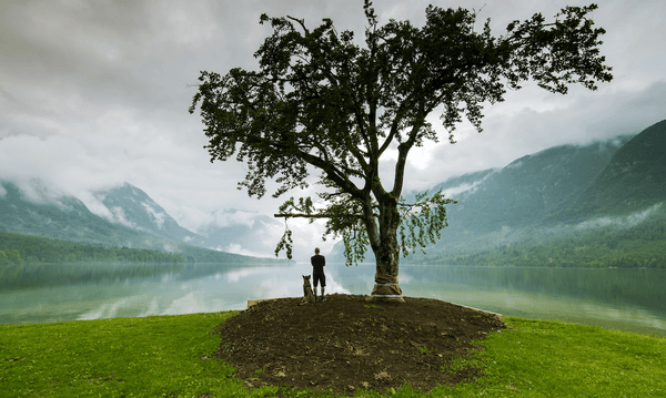 Green Alert: How Electromagnetic Fields (EMFs) Impact Plant Health and Growth