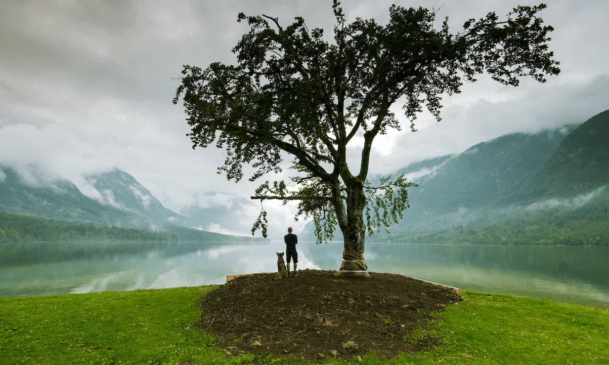 Person standing by a tree near a lake, exploring EMF effects on plants and their growth in nature.