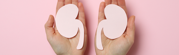 The Fascinating Truth About Our Kidneys
