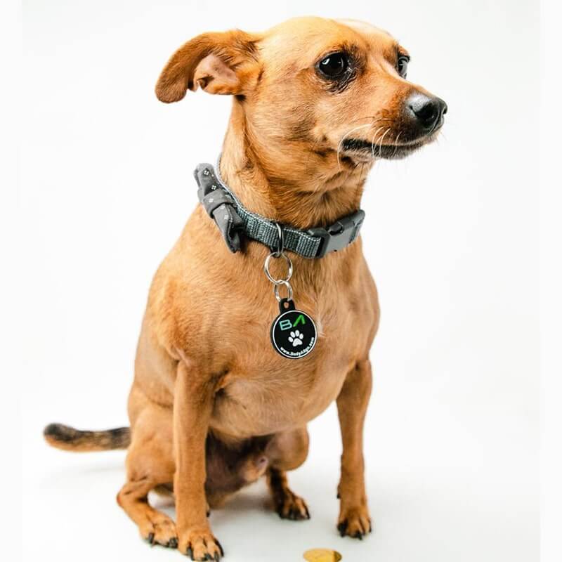 Small tan dog wearing a collar with a Pet EMF Protection Tag, sitting on a white background.