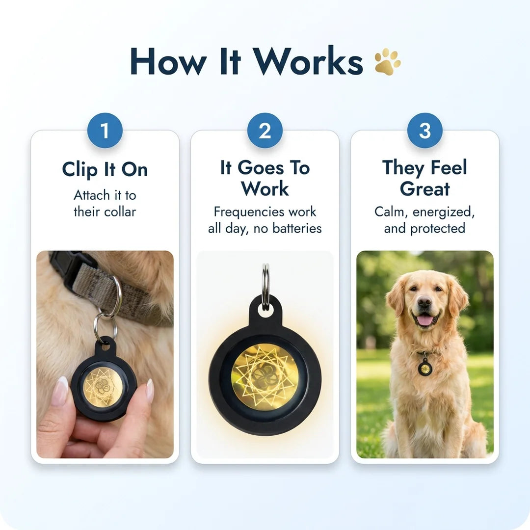How the Body Align Pet Tag works in three simple steps